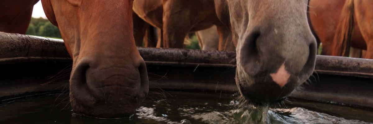 Horses